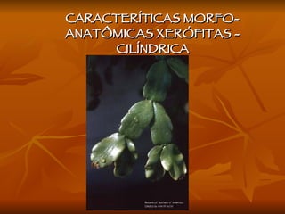 CARACTERÍTICAS MORFO-ANATÔMICAS XERÓFITAS - CILÍNDRICA 