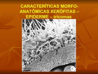 CARACTERÍTICAS MORFO-ANATÔMICAS XERÓFITAS – EPIDERME – tricomas  