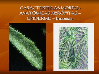 CARACTERÍTICAS MORFO-ANATÔMICAS XERÓFITAS – EPIDERME – tricomas  