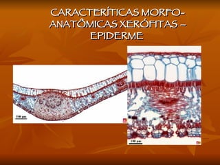 CARACTERÍTICAS MORFO-ANATÔMICAS XERÓFITAS – EPIDERME  