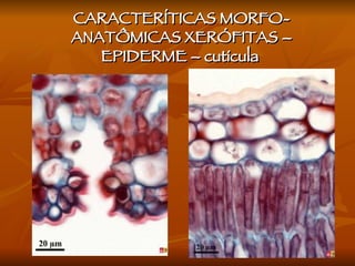 CARACTERÍTICAS MORFO-ANATÔMICAS XERÓFITAS – EPIDERME – cutícula  