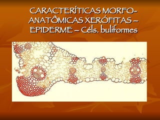 CARACTERÍTICAS MORFO-ANATÔMICAS XERÓFITAS – EPIDERME – Céls. buliformes 