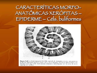 CARACTERÍTICAS MORFO-ANATÔMICAS XERÓFITAS – EPIDERME – Céls. buliformes 