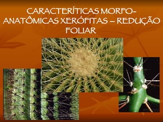 CARACTERÍTICAS MORFO-ANATÔMICAS XERÓFITAS – REDUÇÃO FOLIAR  