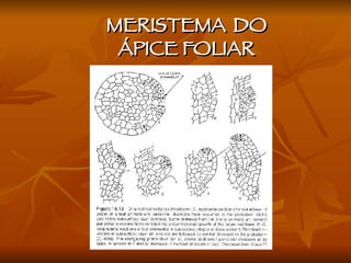 MERISTEMA  DO  ÁPICE FOLIAR  