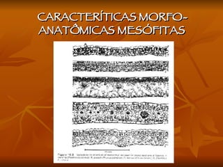 CARACTERÍTICAS MORFO-ANATÔMICAS MESÓFITAS  