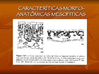 CARACTERÍTICAS MORFO-ANATÔMICAS MESOFITICAS  