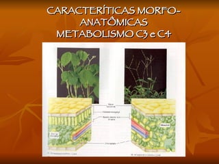 CARACTERÍTICAS MORFO-ANATÔMICAS METABOLISMO C3 e C4 
