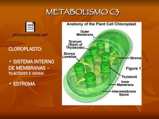 METABOLISMO C3 CLOROPLASTO: SISTEMA INTERNO DE MEMBRANAS –  TILACÓIDES E GRANA ESTROMA 