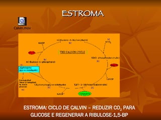 ESTROMA: CICLO DE CALVIN – REDUZIR CO 2  PARA GLICOSE E REGENERAR A RIBULOSE-1,5-BP ESTROMA 