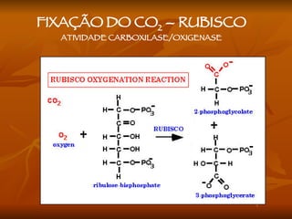 FIXAÇÃO DO CO 2  – RUBISCO ATIVIDADE CARBOXILASE/OXIGENASE 