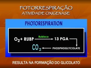 FOTORRESPIRAÇÃO ATIVIDADE OXIGENASE RESULTA NA FORMAÇÃO DO GLICOLATO 