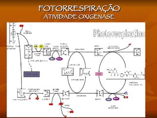 FOTORRESPIRAÇÃO ATIVIDADE OXIGENASE 