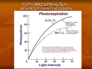 FOTORRESPIRAÇÃO –  MENOR FOTOSSÍNTESE LÍQUIDA 
