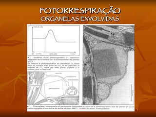 FOTORRESPIRAÇÃO ORGANELAS ENVOLVIDAS 