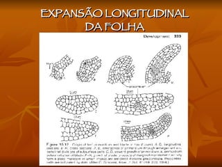 EXPANSÃO LONGITUDINAL  DA FOLHA  
