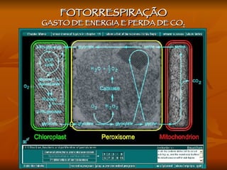FOTORRESPIRAÇÃO GASTO DE ENERGIA E PERDA DE CO 2 