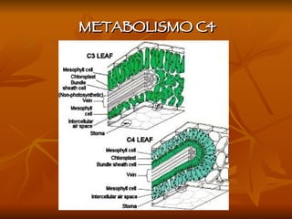 METABOLISMO C4 