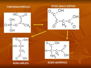 ÁCIDO ASPÁRTICO ÁCIDO MÁLICO ÁCIDO OXALO ACÉTICO FOSFOENOLPIRÚVICO 