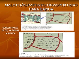 MALATO/ASPARTATO TRANSPORTADO PARA BAINHA CONCENTRAÇÃO DE CO 2  NA BAINHA AUMENTA 