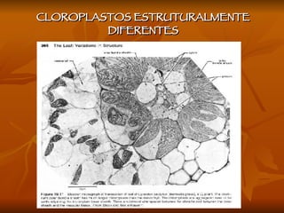 CLOROPLASTOS ESTRUTURALMENTE DIFERENTES 