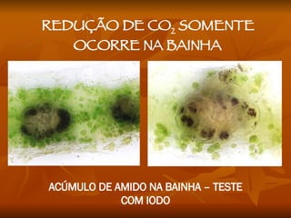 ACÚMULO DE AMIDO NA BAINHA – TESTE COM IODO REDUÇÃO DE CO 2  SOMENTE OCORRE NA BAINHA 