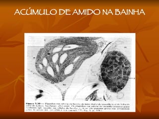 ACÚMULO DE AMIDO NA BAINHA 