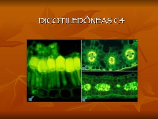 DICOTILEDÔNEAS C4 