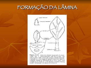 FORMAÇÃO DA LÂMINA  