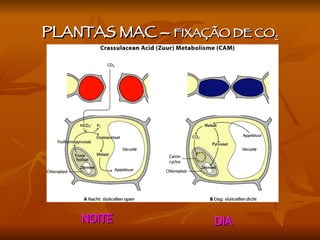 NOITE DIA PLANTAS MAC –  FIXAÇÃO DE CO 2 