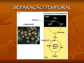 SEPARAÇÃO TEMPORAL 