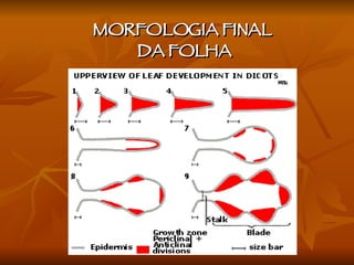 MORFOLOGIA FINAL  DA FOLHA 