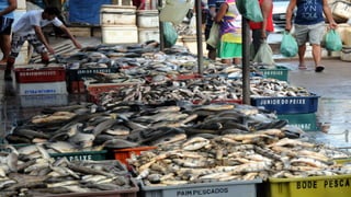 Aula - 8 Microbiologia da carne e do pescado.ppt