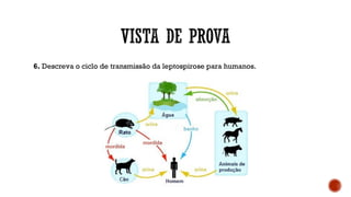 6. Descreva o ciclo de transmissão da leptospirose para humanos.
 