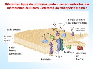Periférica
Periférica
Integral
Ancorada
em
lipídeos
Lado
interno
(citoplasma)
Bicamada
de
lipídeos
Lado externo
Porção glicídica
das glicoproteínas
Face central
da bicamada
Diferentes tipos de proteínas podem ser encontrados nas
membranas celulares – efetoras do transporte e sinais
 