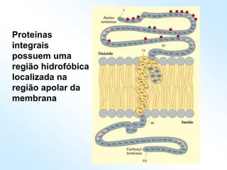 Proteínas
integrais
possuem uma
região hidrofóbica
localizada na
região apolar da
membrana
 
