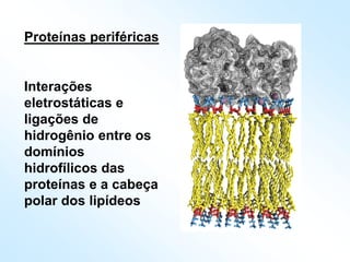 Interações
eletrostáticas e
ligações de
hidrogênio entre os
domínios
hidrofílicos das
proteínas e a cabeça
polar dos lipídeos
Proteínas periféricas
 