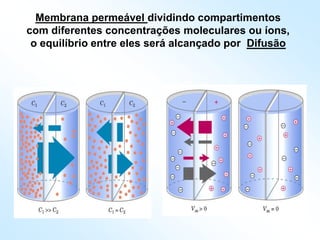 Membrana permeável dividindo compartimentos
com diferentes concentrações moleculares ou íons,
o equilíbrio entre eles será alcançado por Difusão
 