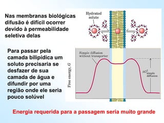 Para passar pela
camada bilipídica um
soluto precisaria se
desfazer de sua
camada de água e
difundir por uma
região onde ele seria
pouco solúvel
Energia requerida para a passagem seria muito grande
Nas membranas biológicas
difusão é difícil ocorrer
devido à permeabilidade
seletiva delas
 