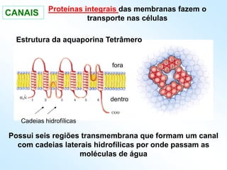 Proteínas integrais das membranas fazem o
transporte nas células
Possui seis regiões transmembrana que formam um canal
com cadeias laterais hidrofílicas por onde passam as
moléculas de água
fora
dentro
Estrutura da aquaporina Tetrâmero
Cadeias hidrofílicas
CANAIS
 