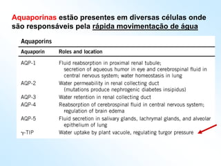 Aquaporinas estão presentes em diversas células onde
são responsáveis pela rápida movimentação de água
 