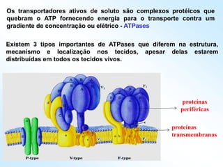 Os transportadores ativos de soluto são complexos protéicos que
quebram o ATP fornecendo energia para o transporte contra um
gradiente de concentração ou elétrico - ATPases
Existem 3 tipos importantes de ATPases que diferem na estrutura,
mecanismo e localização nos tecidos, apesar delas estarem
distribuídas em todos os tecidos vivos.
proteínas
transmembranas
proteínas
periféricas
 