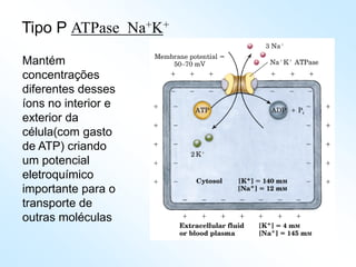 Tipo P ATPase Na+K+
Mantém
concentrações
diferentes desses
íons no interior e
exterior da
célula(com gasto
de ATP) criando
um potencial
eletroquímico
importante para o
transporte de
outras moléculas
 