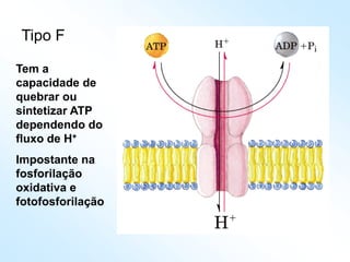 Tipo F
Tem a
capacidade de
quebrar ou
sintetizar ATP
dependendo do
fluxo de H+
Impostante na
fosforilação
oxidativa e
fotofosforilação
 