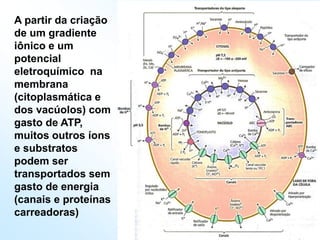 A partir da criação
de um gradiente
iônico e um
potencial
eletroquímico na
membrana
(citoplasmática e
dos vacúolos) com
gasto de ATP,
muitos outros íons
e substratos
podem ser
transportados sem
gasto de energia
(canais e proteínas
carreadoras)
 