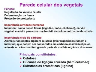 Parede celular dos vegetais
Principais constituintes:
 Celulose
 Glicanas de ligação cruzada (hemicelulose)
 Substâncias aromáticas (lignina)
Função:
Regulação do volume celular
Determinação da forma
Proteção do protoplasto
Importância atividade humanas
Industrial como papel, fibras (algodão, linho, cânhamo), carvão
vegetal, madeira para construção civil, álcool ou outros combustíveis
Importância ciclo do carbono
Animais ruminantes digerem celulose (microrganismos rumem e
intestino) que podem ser convertidos em carbono assimilável pelos
animais ou vão constituir grande parte da matéria orgânica dos solos
 