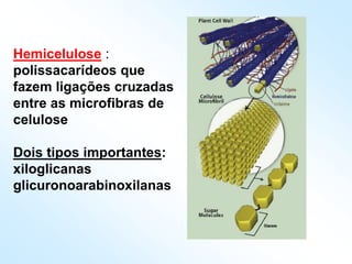 Hemicelulose :
polissacarídeos que
fazem ligações cruzadas
entre as microfibras de
celulose
Dois tipos importantes:
xiloglicanas
glicuronoarabinoxilanas
 