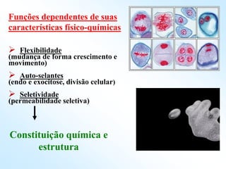 Funções dependentes de suas
características físico-químicas
 Flexibilidade
(mudança de forma crescimento e
movimento)
 Auto-selantes
(endo e exocitose, divisão celular)
 Seletividade
(permeabilidade seletiva)
Constituição química e
estrutura
 