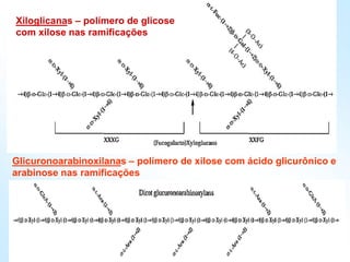 Xiloglicanas – polímero de glicose
com xilose nas ramificações
Glicuronoarabinoxilanas – polímero de xilose com ácido glicurônico e
arabinose nas ramificações
 