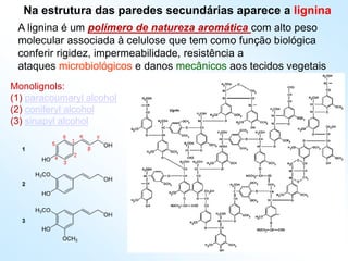 Monolignols:
(1) paracoumaryl alcohol
(2) coniferyl alcohol
(3) sinapyl alcohol
Na estrutura das paredes secundárias aparece a lignina
A lignina é um polímero de natureza aromática com alto peso
molecular associada à celulose que tem como função biológica
conferir rigidez, impermeabilidade, resistência a
ataques microbiológicos e danos mecânicos aos tecidos vegetais
 